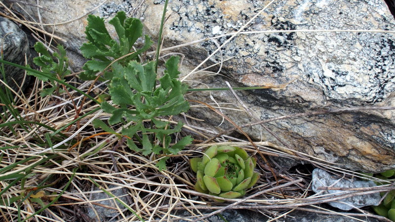 Achillea erba-rotta / Millefoglio erba-rotta